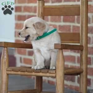 Trey, Golden Retriever Puppy